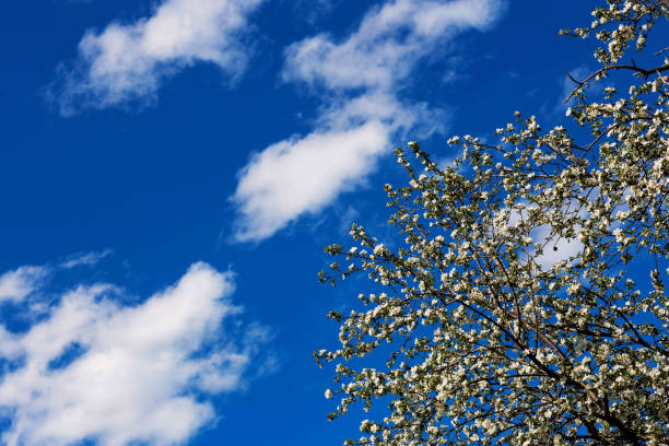 a branch of a blooming apple tree against the sky