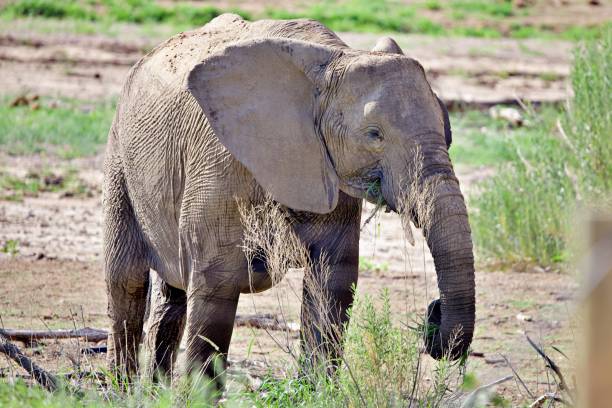 istock Single elephant in African bushland 2158761762