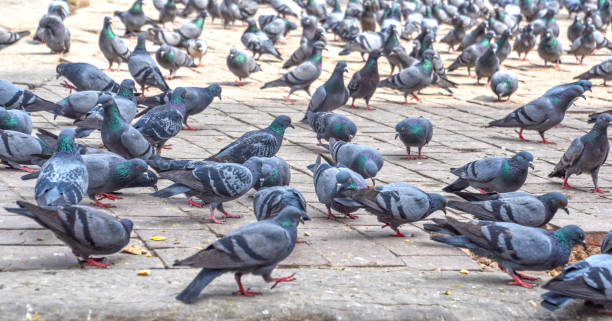 istock many pigeons are fed on the street 2158763330
