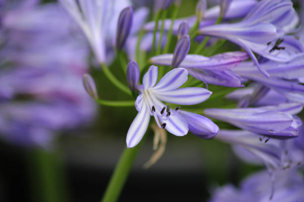 African lily flowers close up