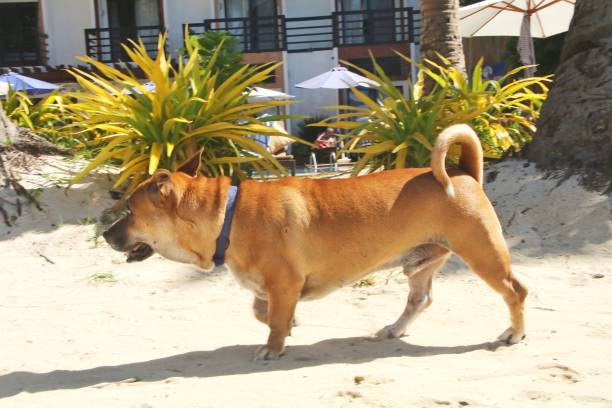 A dog on the beach waiting for its owner.