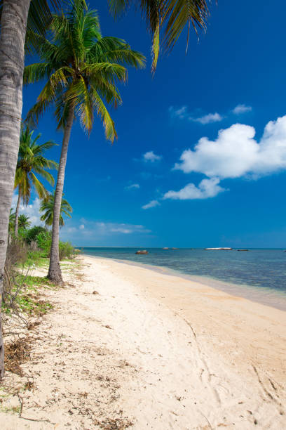 istock beach and tropical sea 2158766659