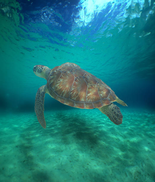istock a sea turtle on a beach in the caribbean sea 2158768004