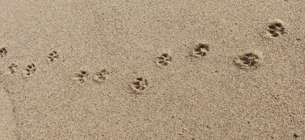 istock dog footprints in the beach 2158770160