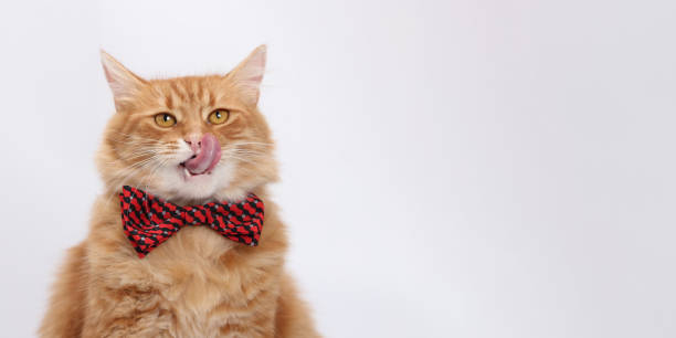 istock Orange cat with red bow tie licking its nose, sitting against white background. 2158770477