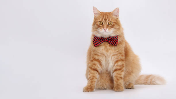istock Orange cat wearing red bow tie against a white background. 2158770809