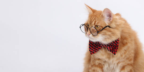 istock Orange cat wearing glasses and red bow tie, looking to the side. 2158770880