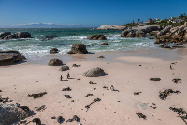Exposure of Boulders Beach aka Boulders Bay, popular spot because it is the only African beach where Penguins can be seen.