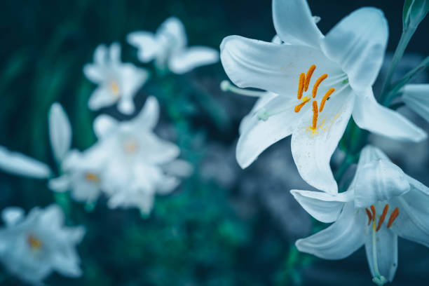 Pistil and stamen. Lily.