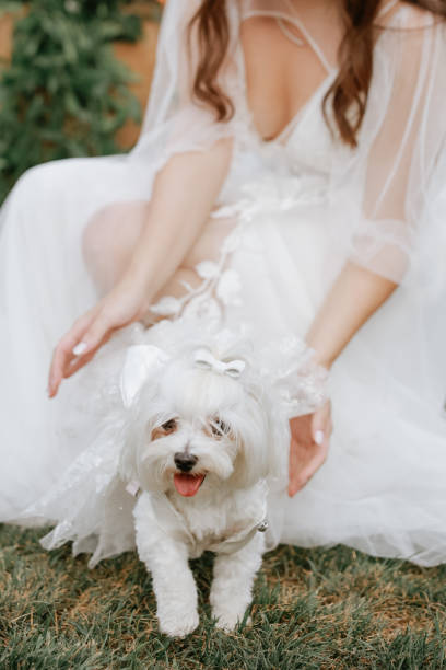 istock Bride and groom wedding with dog 2158775761