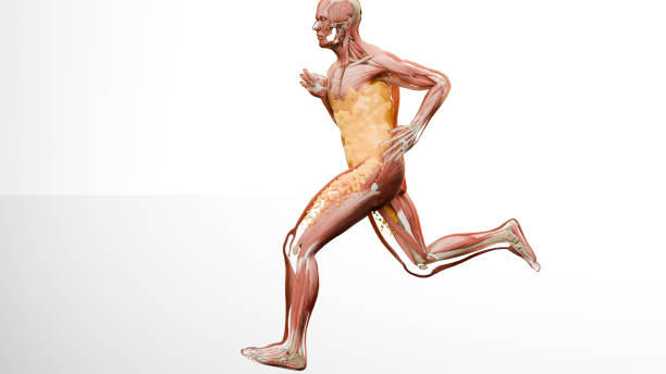 istock Weight loss Comparison. man body transformation. running jogging for losing weight, lose Fat belly, burning calories, weight loss process. sports training. fat burn, Obesity, human anatomy, 3d render 2158776219