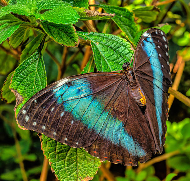 Morpho helenor, the Helenor blue morpho or common blue morpho, is a Neotropical butterfly ,butterfly,insect,plants,animal,Florida