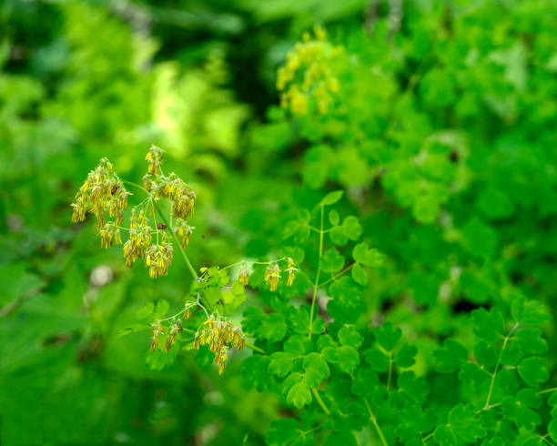 The tassel like yellow male flowers of early meadow rue, Thalictrum dioicum. The whitish green female flowers grow on separate plants. Photographed in Grayson Highlands State Park, VA, June. las borlas como flores masculinas amarillas de la ruda de pradera temprana, thalictrum dioicum. las flores femeninas de color verde blanquecino crecen en plantas separadas. fotografiado en el parque estatal grayson highlands, virginia, en junio.