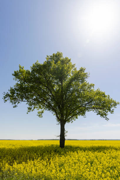 istock one tree in a field with yellow flowering rapeseed 2158778302