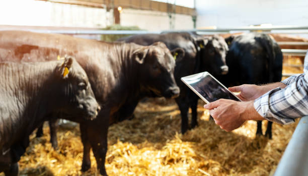 Smart cattle ranch. Digital solution in livestock farming. Digital tablet in hands of male farmer on background with black cows. Smart cattle ranch. Digital solution in livestock farming. Digital tablet in hands of male farmer on background with black cows. Future trends in livestock stock pictures, royalty-free photos & images