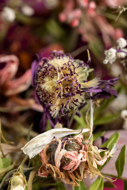 istock different types of dried flowers in a bouquet 2158778549