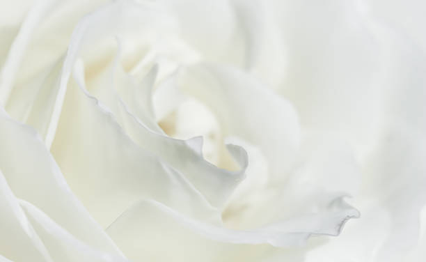 istock White rose flower petals. Abstract floral background. Soft focus. 2158778661