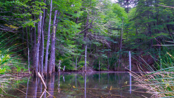 istock views from trip Lake and forest and bycicle and others 2158778889