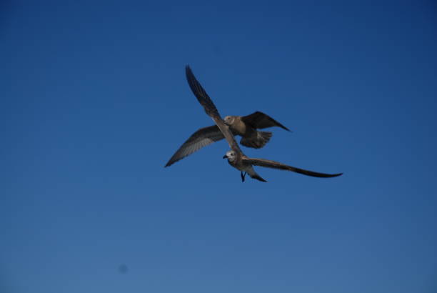 istock Birds of the world 2158779696