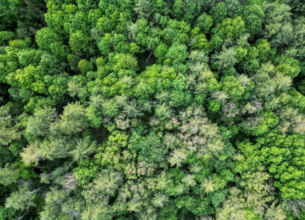 istock drone view of treetops in spring (colorful deciduous and conifer trees looking down) scenic boreal forest upstate new york texture background nature landscape 2158780058