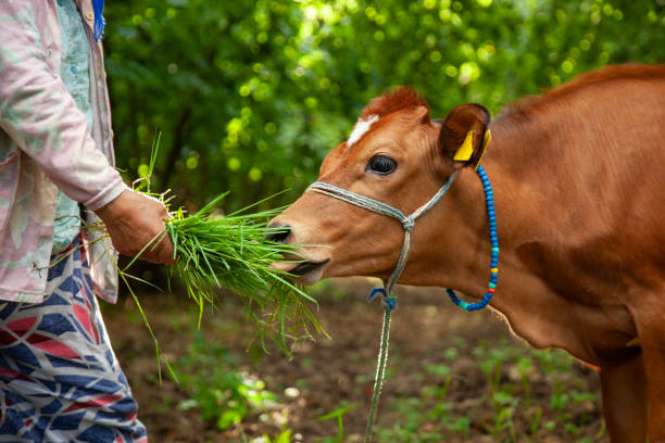 Farmer feeding cows. Cow grazing in a green field,