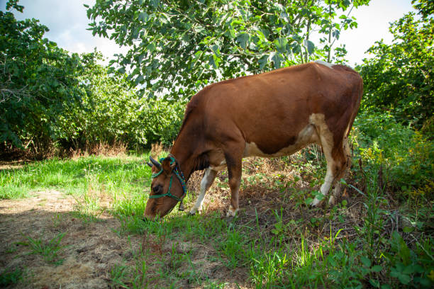 Farmer feeding cows