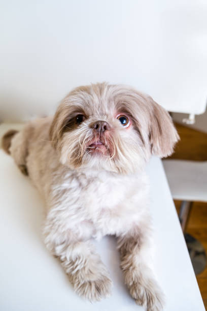 istock Captivating Shih Tzu Locking Eyes with the Camera. Mesmerizing Shih Tzu Making Eye Contact 2158783469