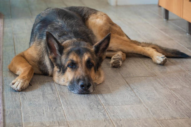 istock German Shepherd Laying on the Tiled Floor 2158785181