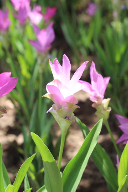 istock Ginger flowers on the mountain 2158786757