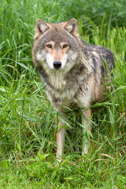 istock Gray Wolf Standing in Tall Grasses 2158787110