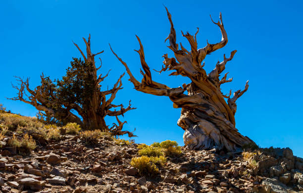 istock Great Basin Bristlecone Pine Tree in the Schulman Grove 2158788895