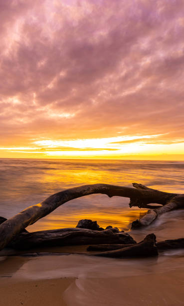istock Sunrise Through Clouds on Driftwood and The Sandy Shore of Lydgate Beach 2158789221
