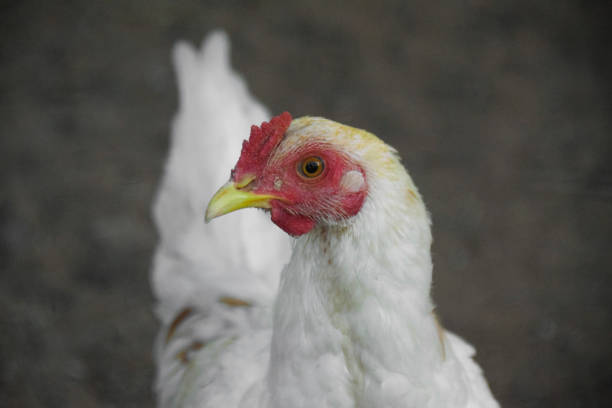 istock Close up Hen in a breeding cage, Chicken in a wire cage 2158790379