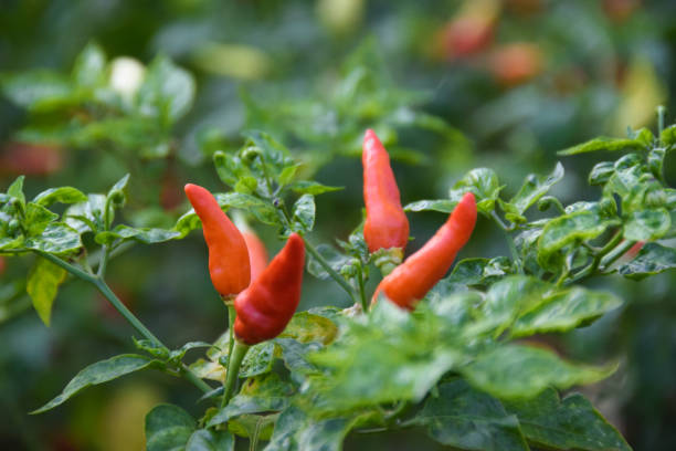 istock Close up of Red chilli in the garden 2158790824