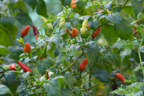 istock Close up of Red and green chilli on a tree 2158790894