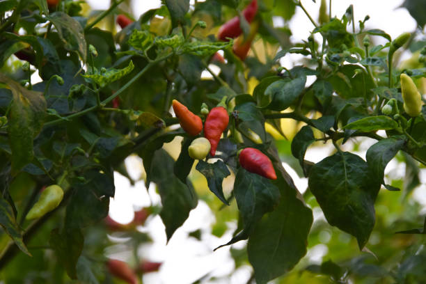 istock Red and green chilli grows in the garden 2158790910