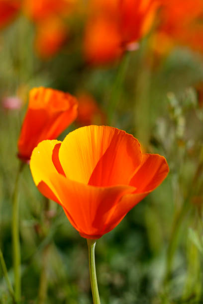 istock California Poppy Bloom 2158791198