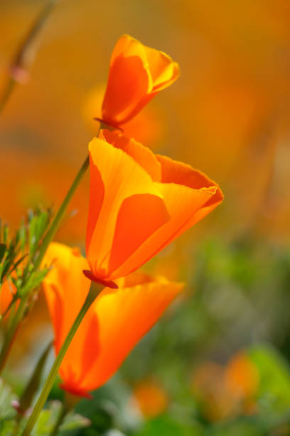 Super bloom of California poppy flowers