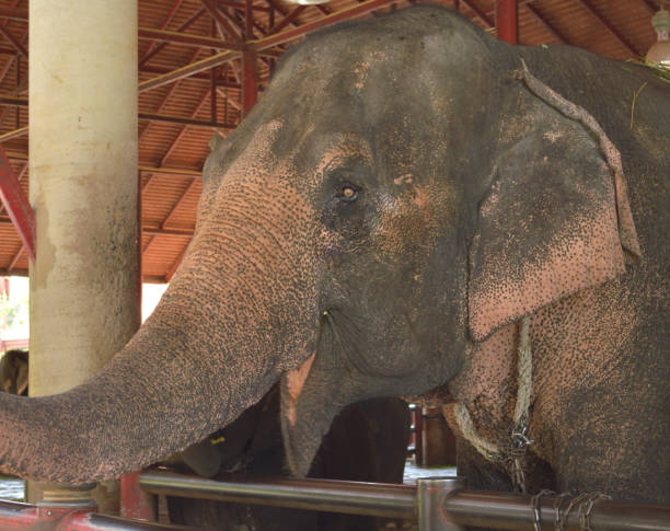 istock elephant in country farm at Thailand 2158798854