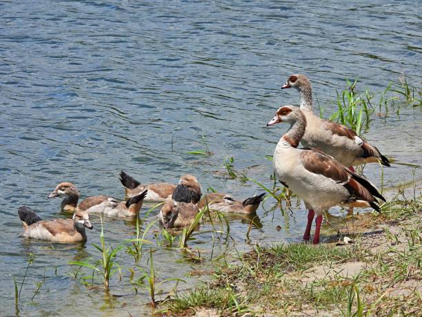 istock Egyptian Goose (Alopochen aegyptiaca) -  family at water's edge 2158799448
