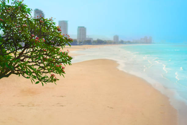 Tree branch with blur sea beach view