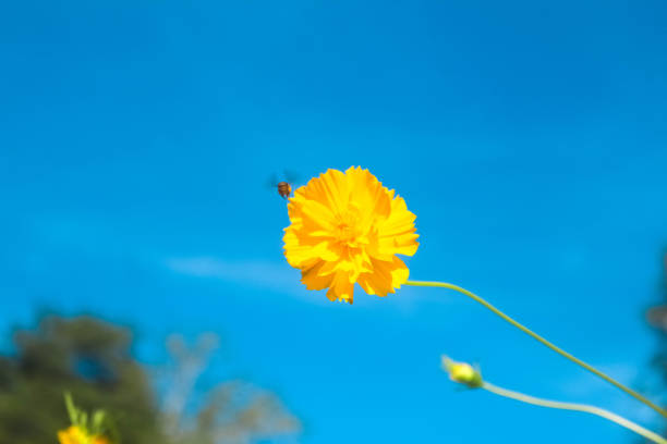 pollinating bee on a cosmos flower
