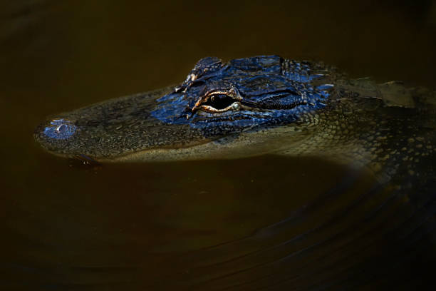 istock Alligator Lurking in Bayfront Park, Daphne AL 2158803376