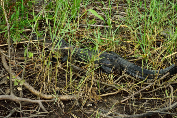 An American alligator hides in the grass along the shore in Bayfront Park in Daphne, Alabama.