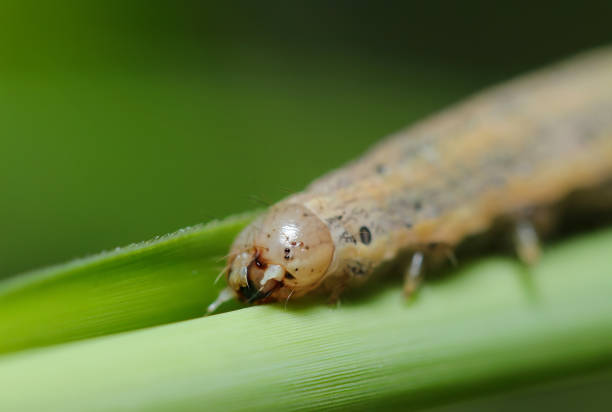 Head up of the Southern Wainscot Moth (Mythimna straminea) larva on a silver grass leaf (Outdoor field closeup macro photography)