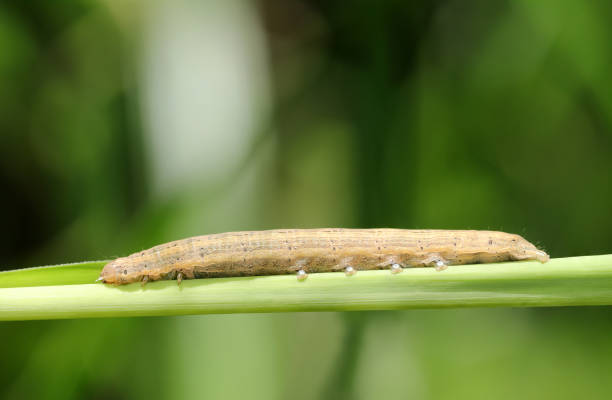 istock Full body, Southern Wainscot Moth (Mythimna straminea) larva on a silver grass leaf (Outdoor field closeup macro photography) 2158804920