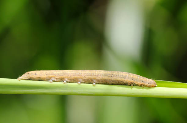 istock Beige colored full body, Southern Wainscot Moth (Mythimna straminea) larva on a silver grass leaf (Outdoor field closeup macro photography) 2158804921