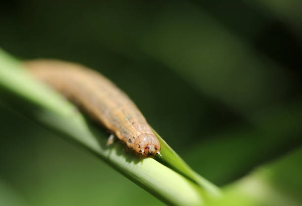Head up of the Southern Wainscot Moth (Mythimna straminea) larva on a silver grass leaf (Outdoor field closeup macro photography)