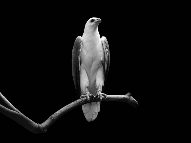 The white-bellied sea eagle (Icthyophaga leucogaster), also known as the white-breasted sea eagle perched on the tree branch over the black background