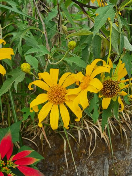 istock Moonflowers grow wild 2158805406